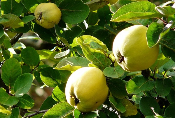 花梨 カリン の効果 効能 レシピ 選び方 保存法 旬な果物 木の実