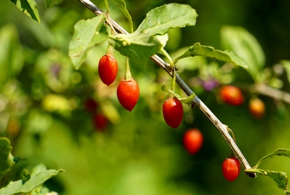 クコの効果 効能 レシピ 選び方 保存法 旬な果物 木の実