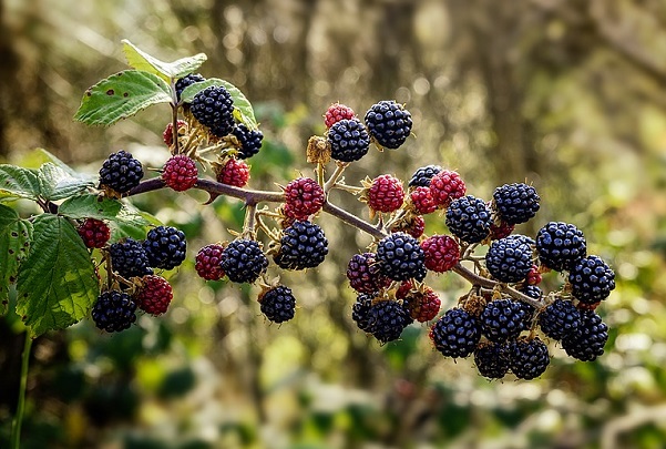 ブラックベリーの効果 効能 レシピ 選び方 保存法 旬な果物 木の実