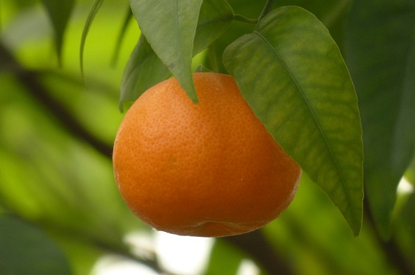 ブラッドオレンジの効果 効能 レシピ 選び方 保存法 旬な果物 木の実