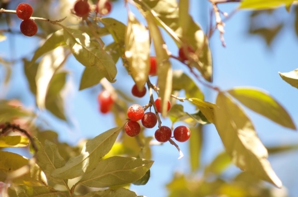 アキグミの効果 効能 レシピ 選び方 保存法 旬な果物 木の実