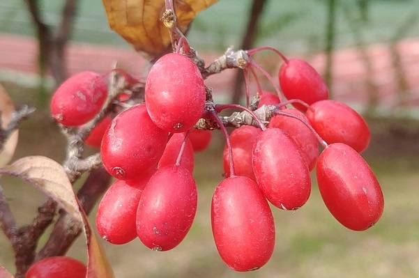 サンシュユ 山茱萸 の効果 効能 レシピ 選び方 保存法 旬な果物 木の実