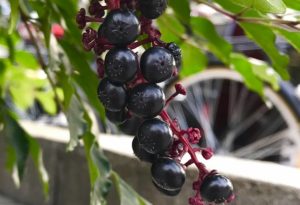 ヤマブドウの効果 効能 レシピ 選び方 保存法 旬な果物 木の実