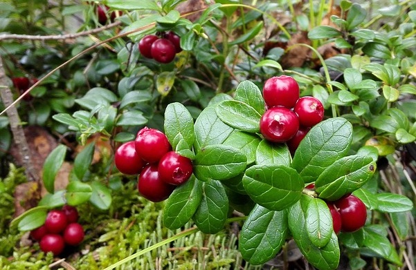 リンゴンベリーの効果 効能 レシピ 選び方 保存法 旬な果物 木の実