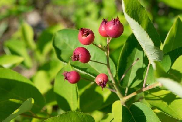 ジューンベリーの効果 効能 レシピ 選び方 保存法 旬な果物 木の実