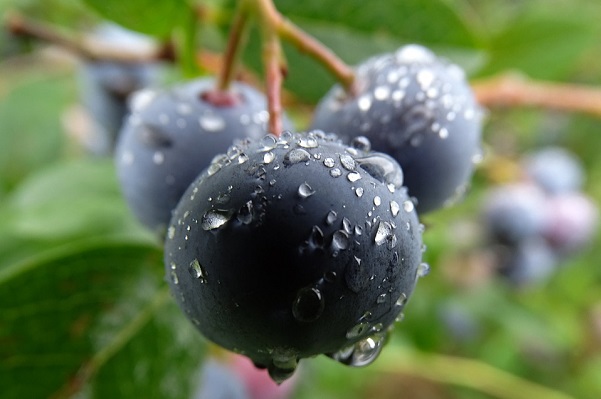 ハックルベリーの効果 効能 レシピ 選び方 保存法 旬な果物 木の実