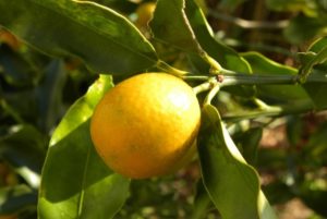 金柑の効果 効能 レシピ 選び方 保存法 旬な果物 木の実