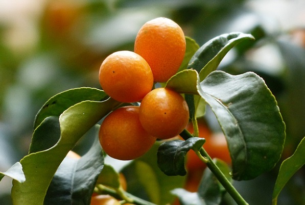 金柑の効果 効能 レシピ 選び方 保存法 旬な果物 木の実
