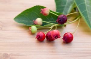 ジューンベリーの効果・効能・レシピ・選び方・保存法 | 旬な果物＆木の実