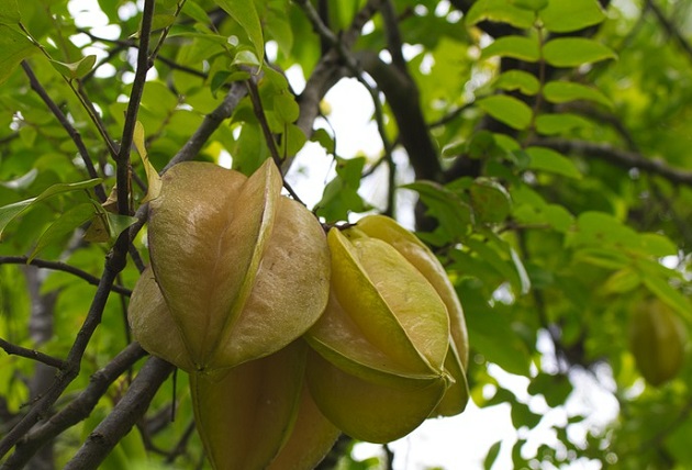 スターフルーツの効果 効能 レシピ 選び方 保存法 旬な果物 木の実