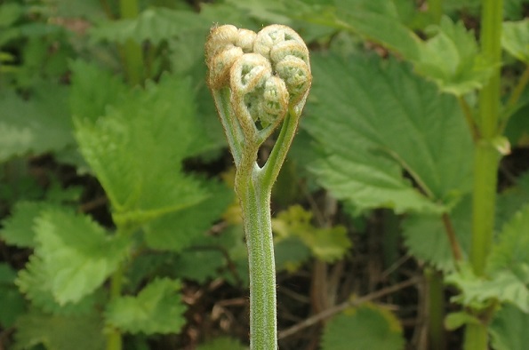 蕨 わらび の効果 効能 レシピ 選び方 保存法 旬野菜100